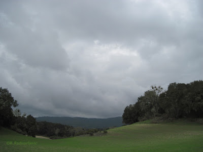 View from Hwy 46 West, Templeton, CA in March, ©B. Radisavljevic