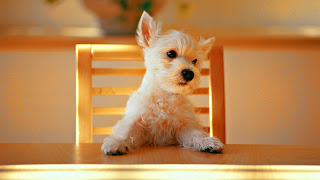 Cute dog shitup chair wallpaper HD