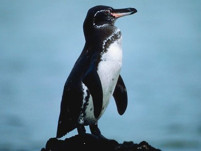 Galapagos Penguin