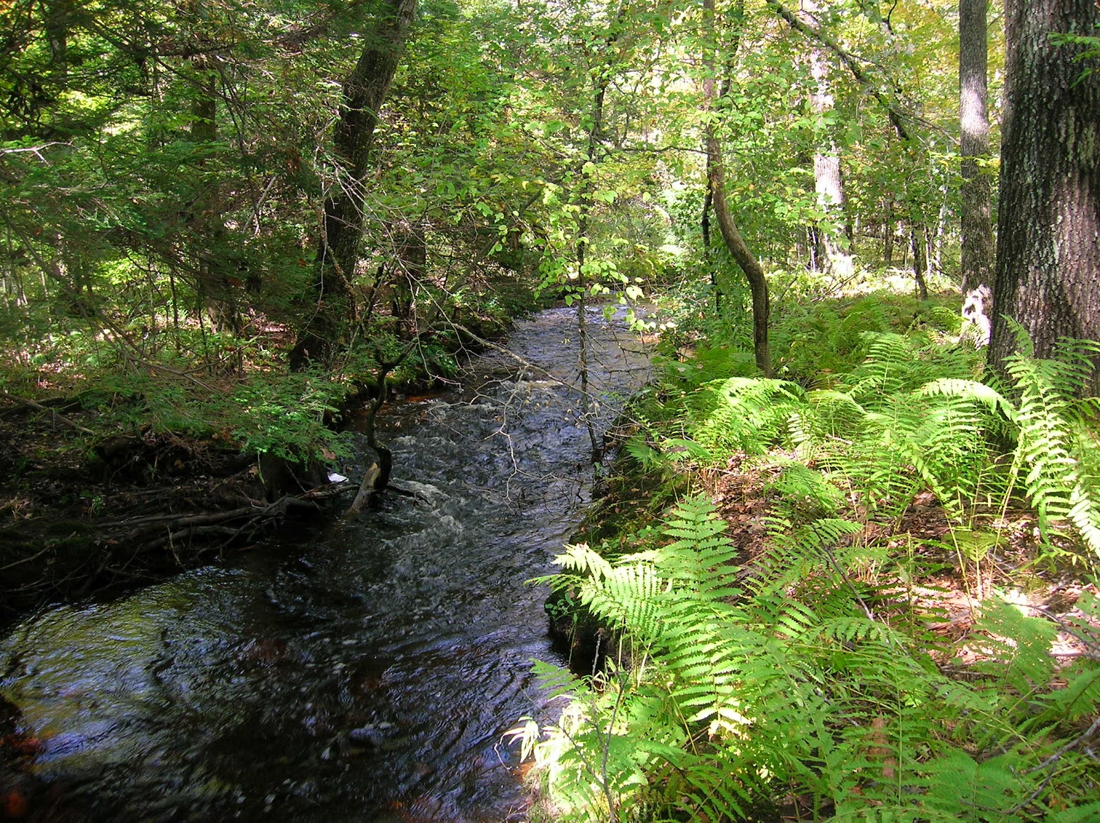 Image result for beautiful woods and stream