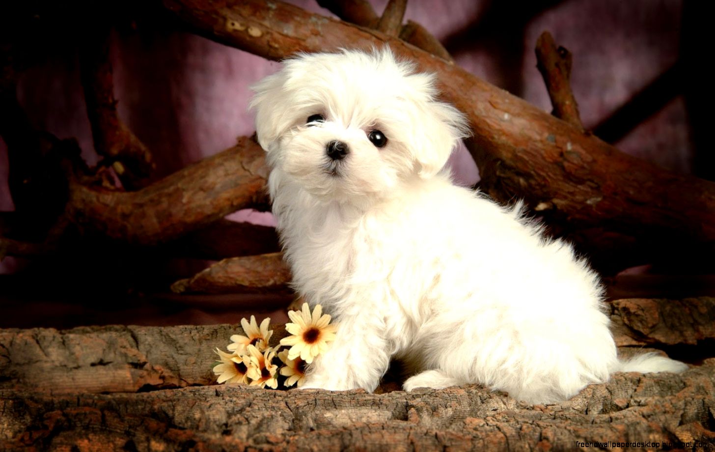 Cute Little Baby Puppy Dogs Cute Little Baby Puppy Dogs