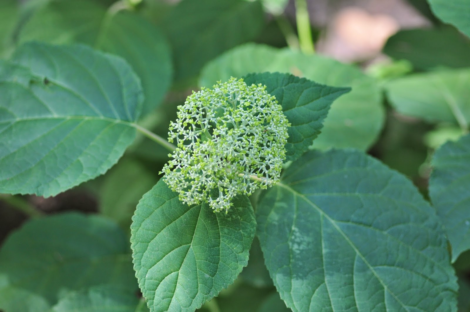 Defining Your Home Garden And Travel Refreshing Little Lime