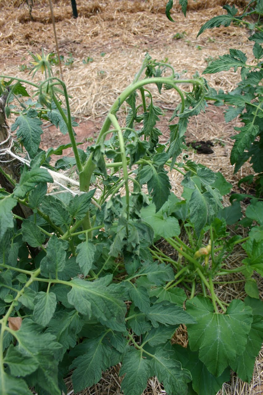 The Funny Farm A TOMATO EMERGENCY Practicing Field Medicine