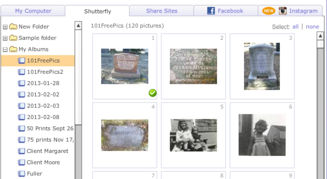 olive tree genealogy blog