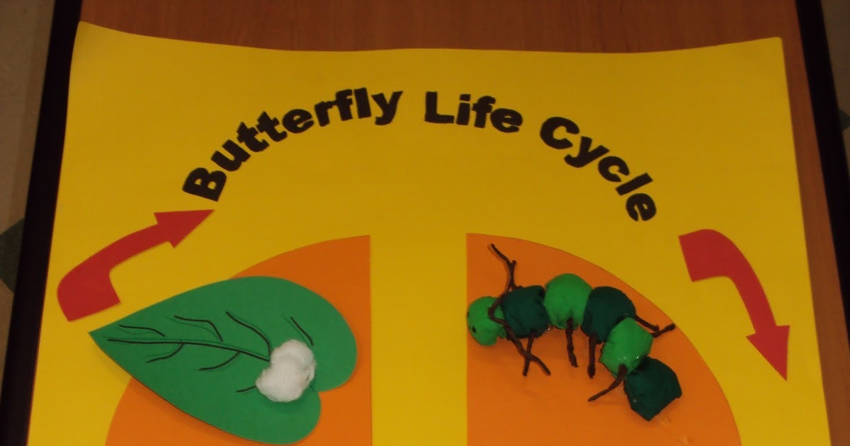 Helpful resources and ideas for you! Bulletin board Butterfly Life