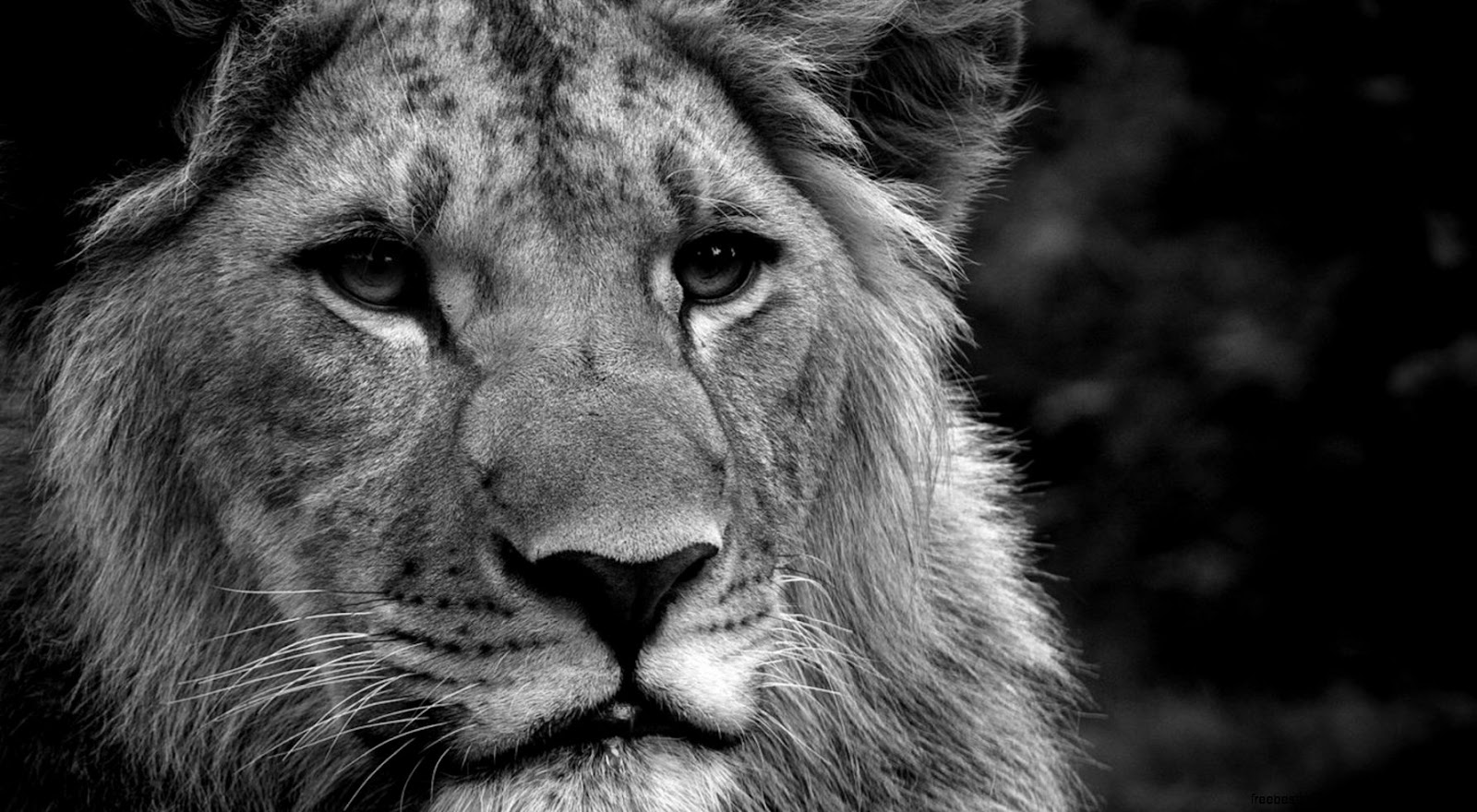 Black and White Lion Desktop Black and White Lion Desktop