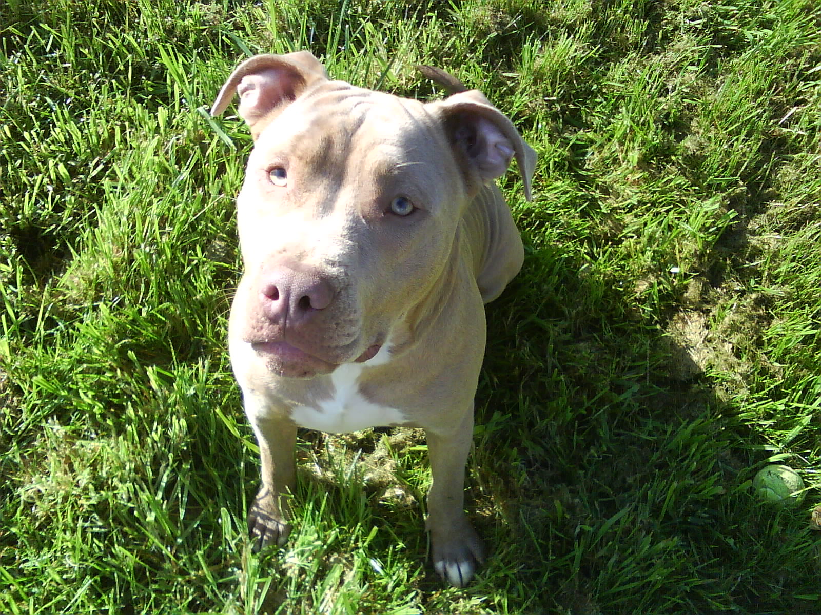 Can I Fly My Pitbull