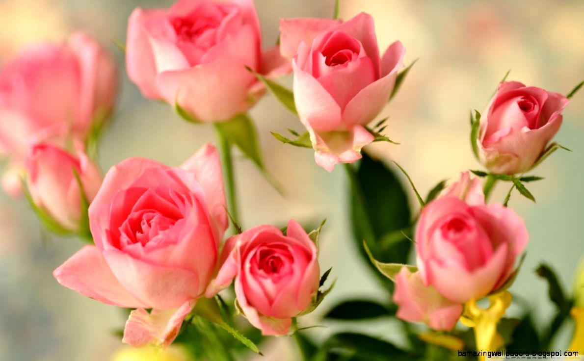 Cute Pink Roses HD desktop wallpaper Widescreen High Cute Pink Roses HD desktop wallpaper Widescreen High