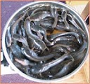 teknik cara budidaya ikan lele, cara budidaya ikan lele, ikan lele sangkuriang, lele terbaik
