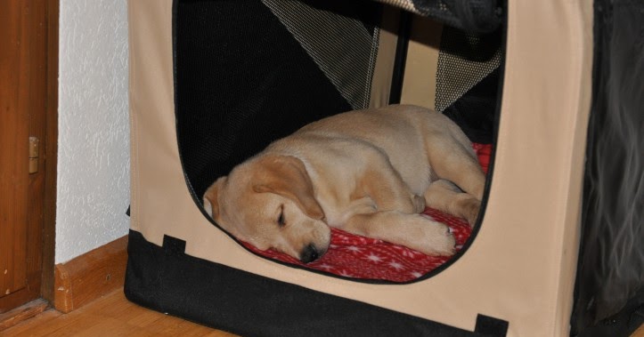 My Labi Wieso Hunde so viel schlafen