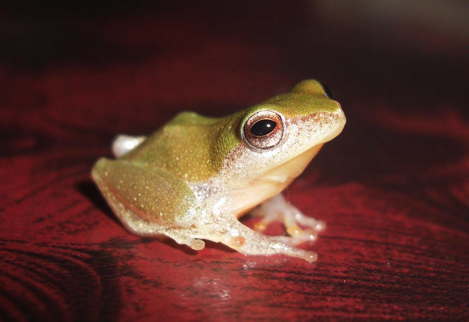Photography & Me Tiny Tree Frog 2