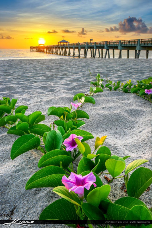 Juno Beach Pier Purple Flowers Juno Beach Pier Purple Flowers