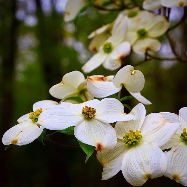 Dogwood Bloom Watch Dogwood Bloom Watch 4215