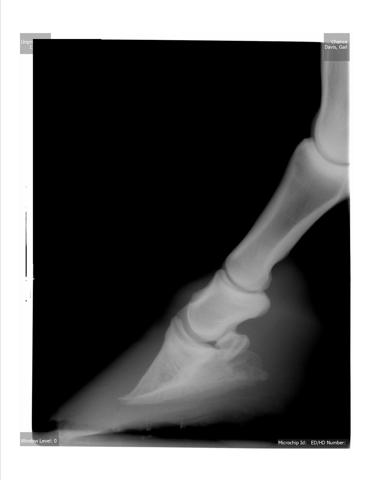 Laminitis in the Horse