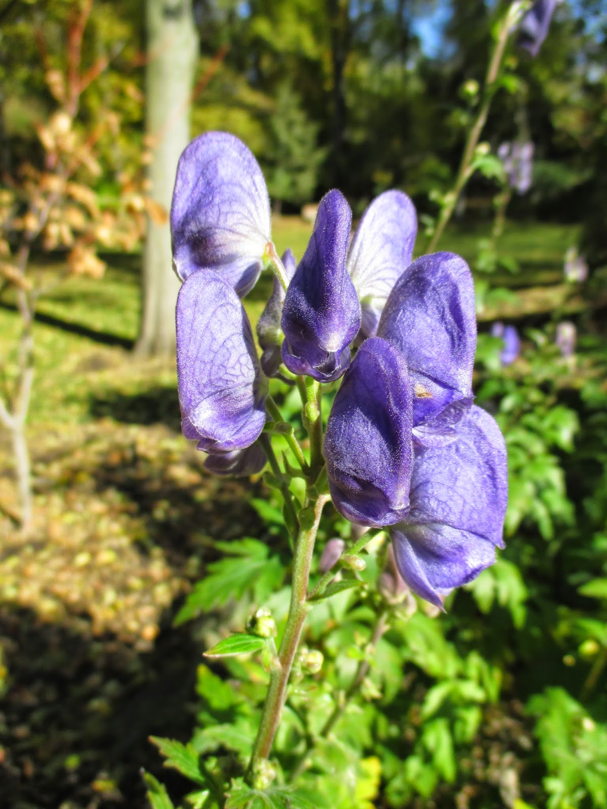 La Pouyette Last Weekend In May