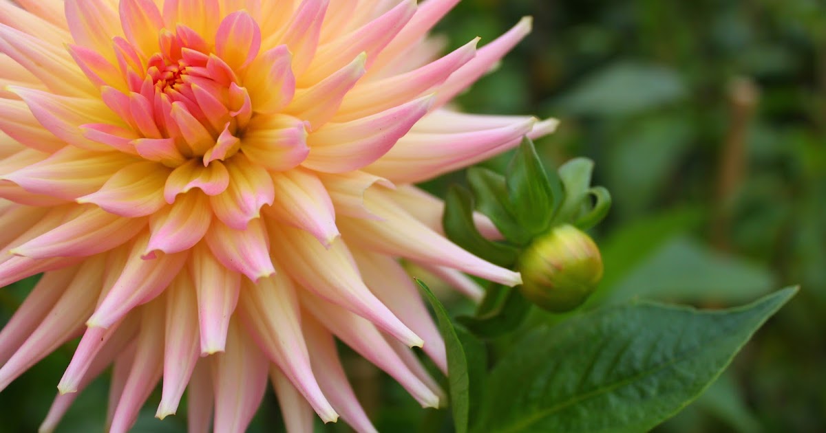 An Alameda Garden Dahlias You Can Grow That!