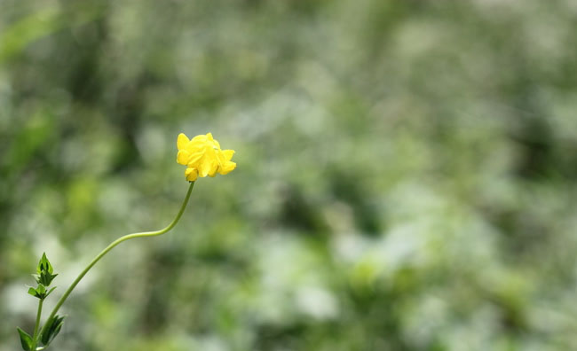 Birds-Foot Trefoil Flowers Birds-Foot Trefoil Flowers