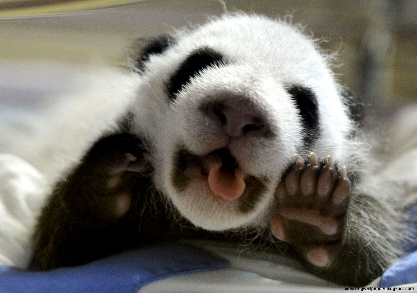 Cute Baby Pandas Hd Images 3 HD Wallpapers Cute Baby Pandas Hd Images 3 HD Wallpapers