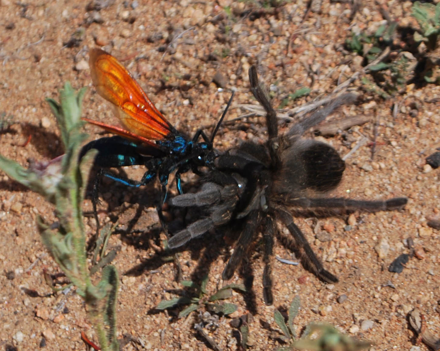 The Scratching Post Tarantula Hawk