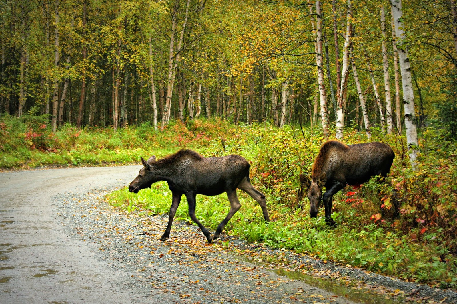 Life Through My Lens Anchorage Trails, Family Time and Moose Babies