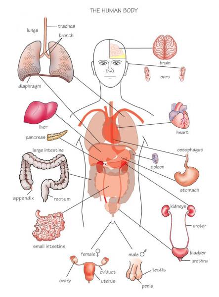 Funny Pictures Gallery: Organs, internal organs diagram, body organs