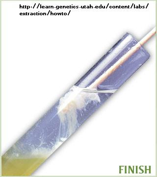 Dna From Banana