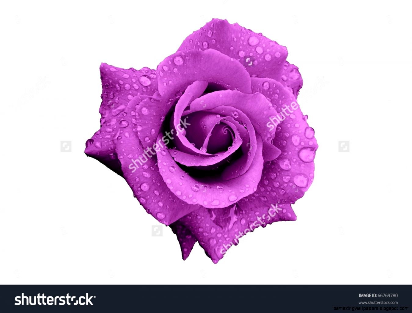 Purple Rose Stock Photos Images Pictures Shutterstock Purple Rose Stock Photos Images Pictures Shutterstock