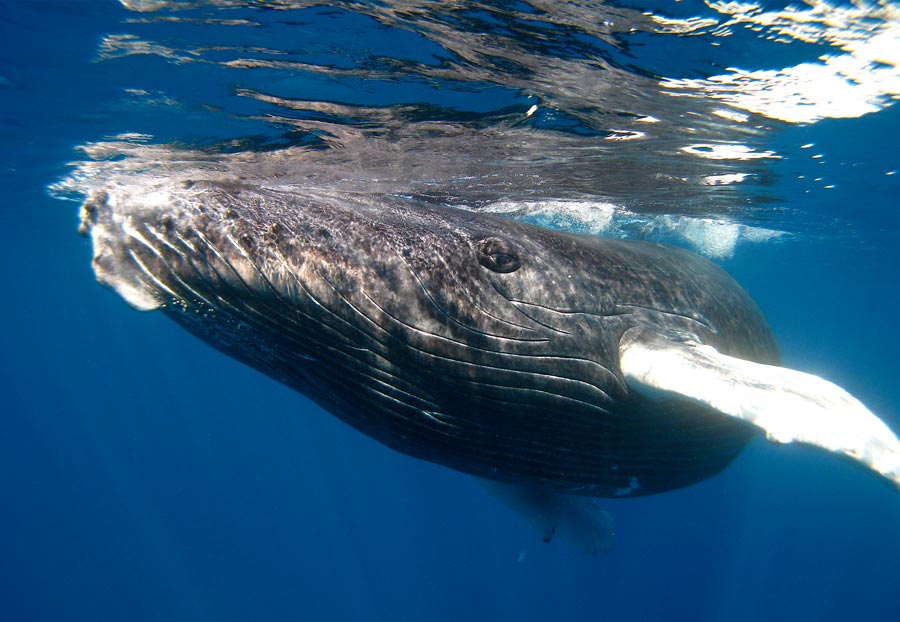 Law of large numbers - Wikipedia