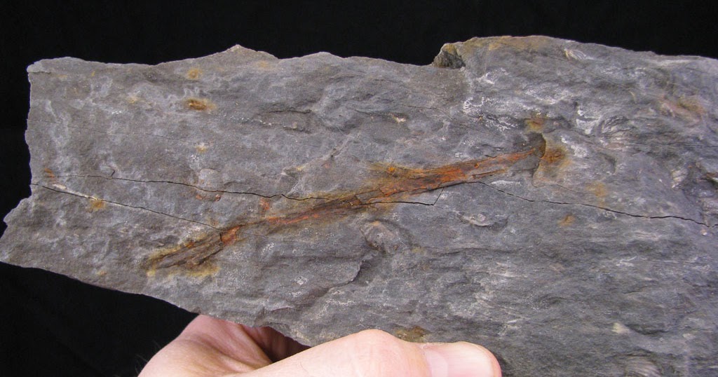 Views of the Mahantango Fossil branch from the Mahantango