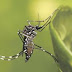 Assaí, Rancho Alegre e Santo Antônio do Paraíso enfrentam epidemia de dengue