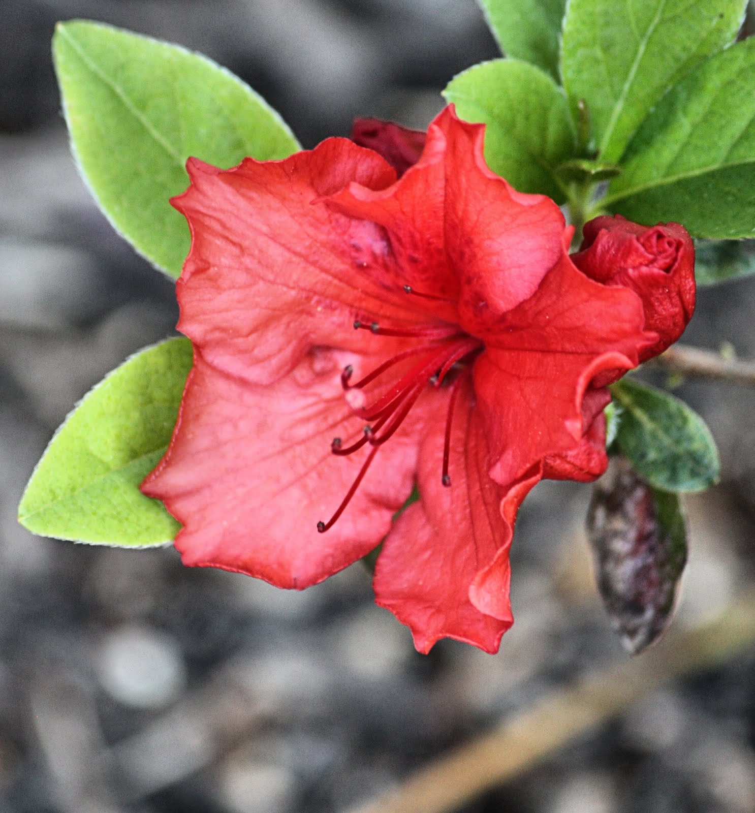 Round The Bend Ruby Red Azalea Buds