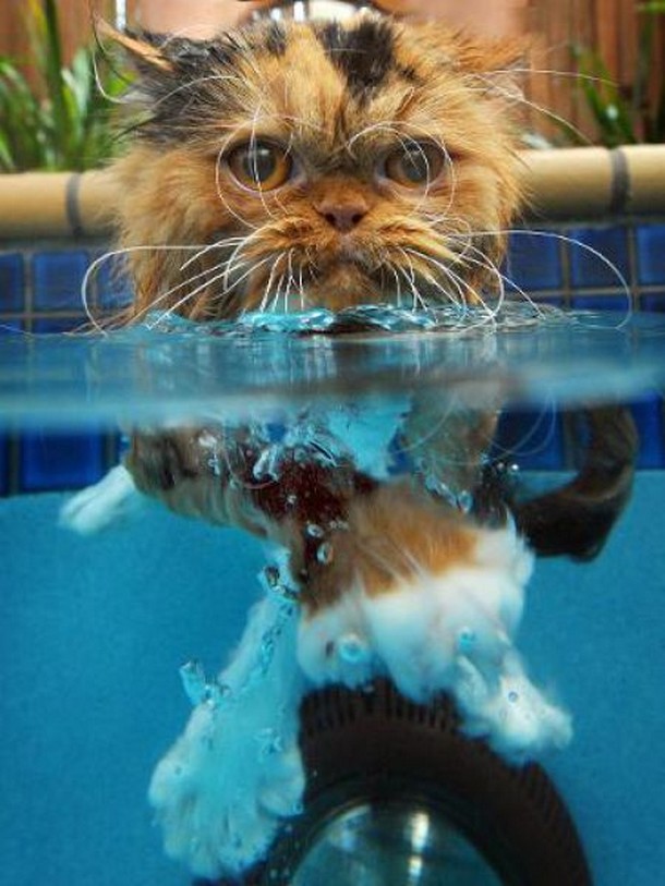 Funny Cats Swimming Funny Animals