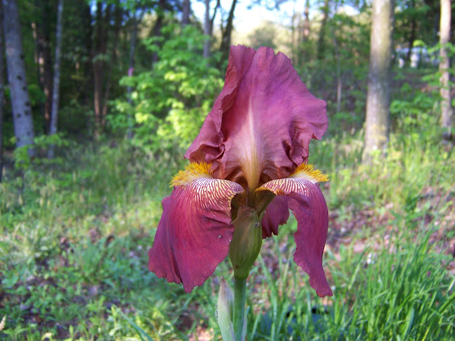 Iris that my sister, Becky gave me last year