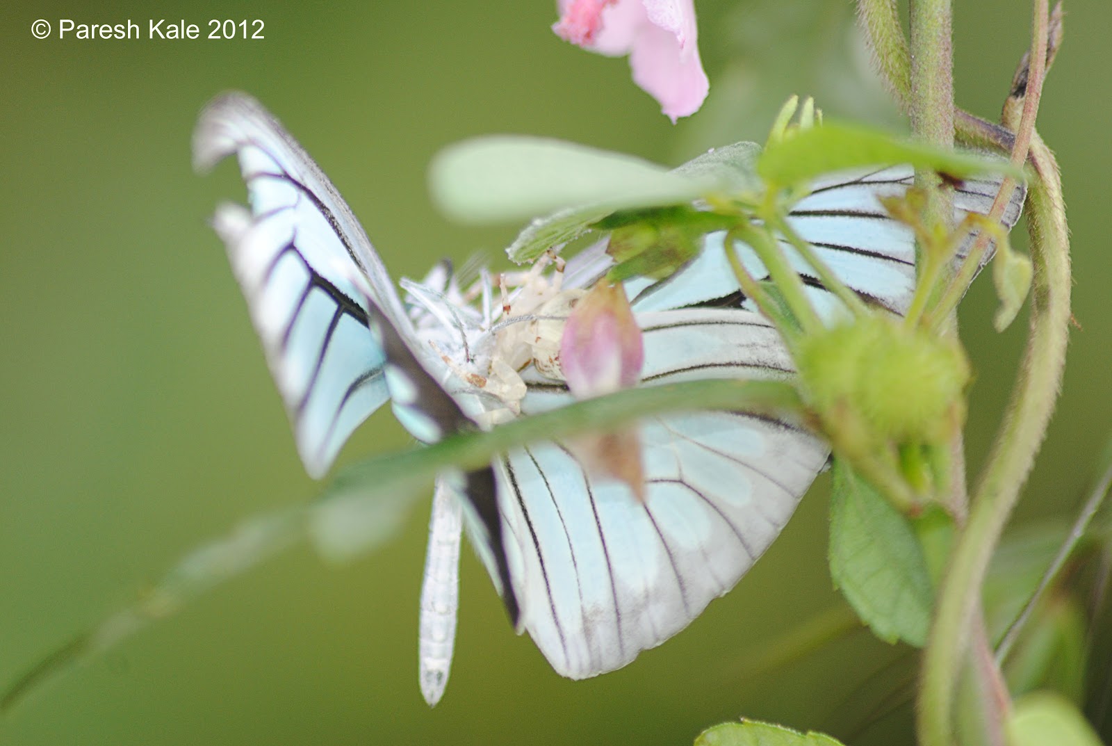 Nature IIT Bombay Butterfly predators