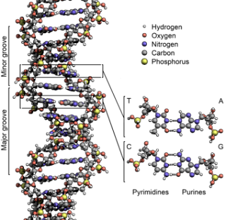  Gairdner Yayasan Penghargaan Internasional  Nih Francis Harry Compton Crick - Penemu Struktur DNA