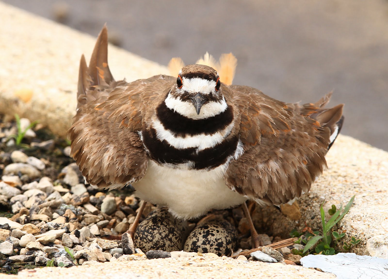 Hannibal's Animals Killdeer Family Survival