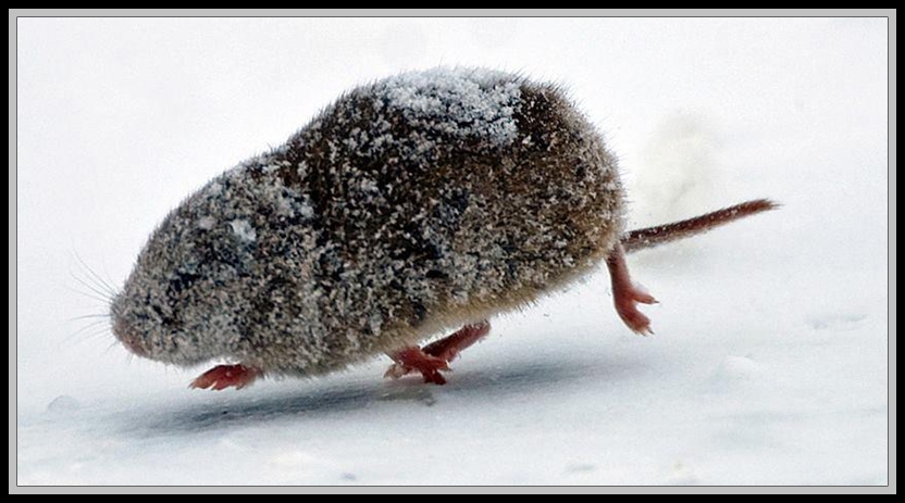 Beszamel i spółka bez ograniczeń Klasyfikacja rodzaju Microtus