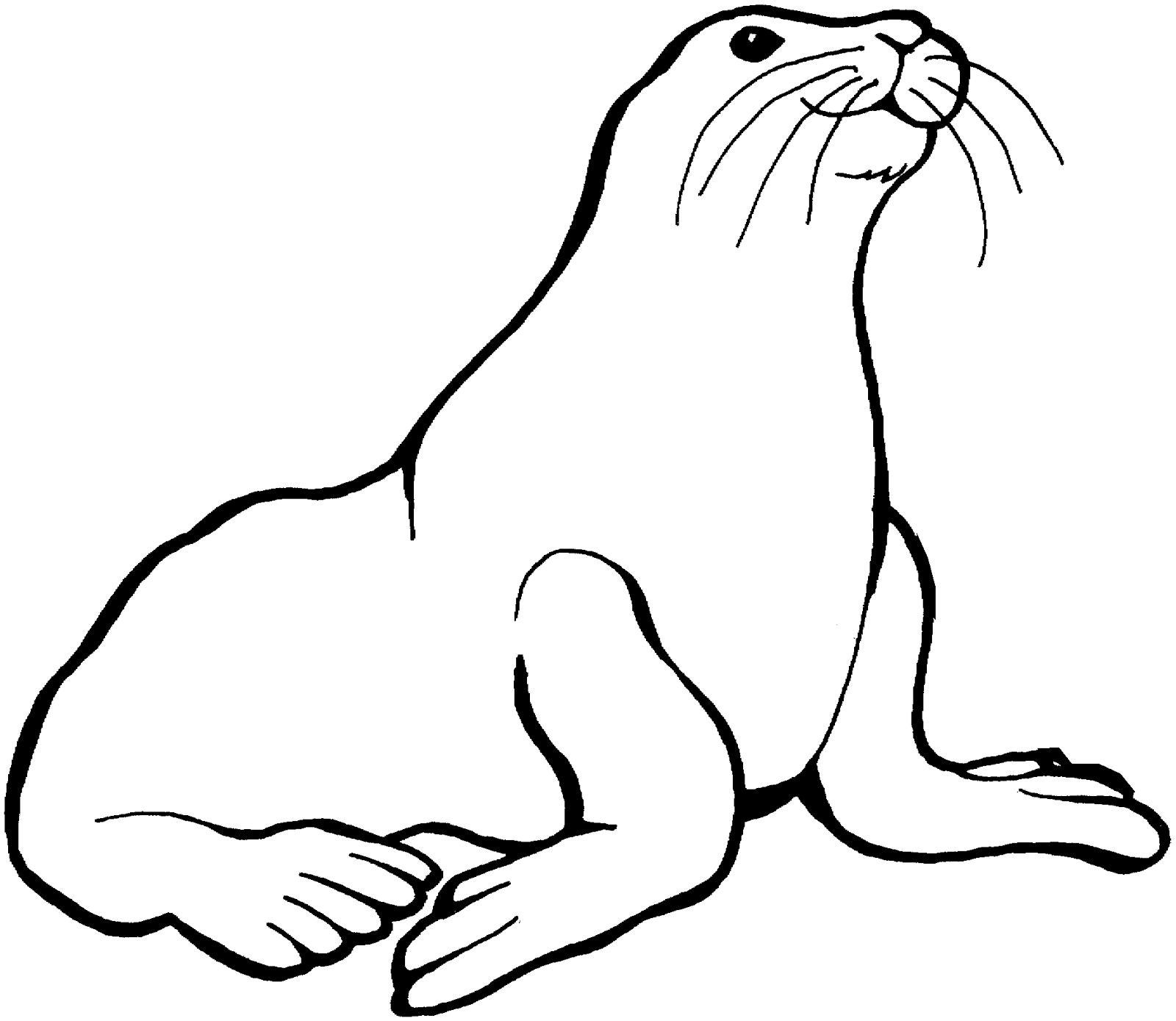 Coloring Picture Of Animals For Kids: Sea Lions Coloring Pages Kids