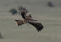 какая птица охотится на голубей. Смотреть фото какая птица охотится на голубей. Смотреть картинку какая птица охотится на голубей. Картинка про какая птица охотится на голубей. Фото какая птица охотится на голубей какая птица охотится на голубей. Смотреть фото какая птица охотится на голубей. Смотреть картинку какая птица охотится на голубей. Картинка про какая птица охотится на голубей. Фото какая птица охотится на голубей