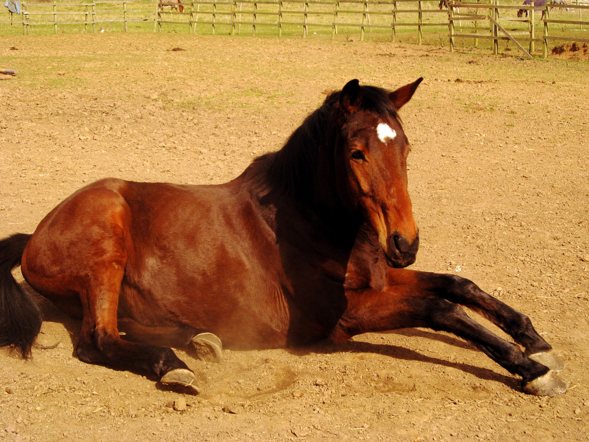 New Horse