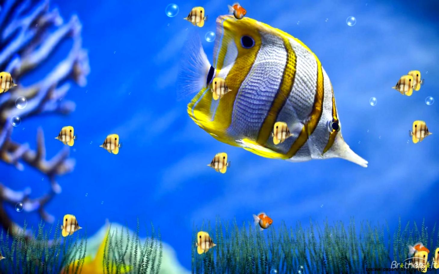 Aquarium Desktop Wallpapers Windows 8 WallpaperSafari Aquarium Desktop Wallpapers Windows 8 WallpaperSafari