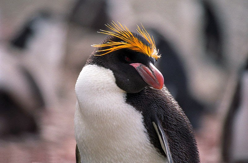 Macaroni penguin Macaroni penguin