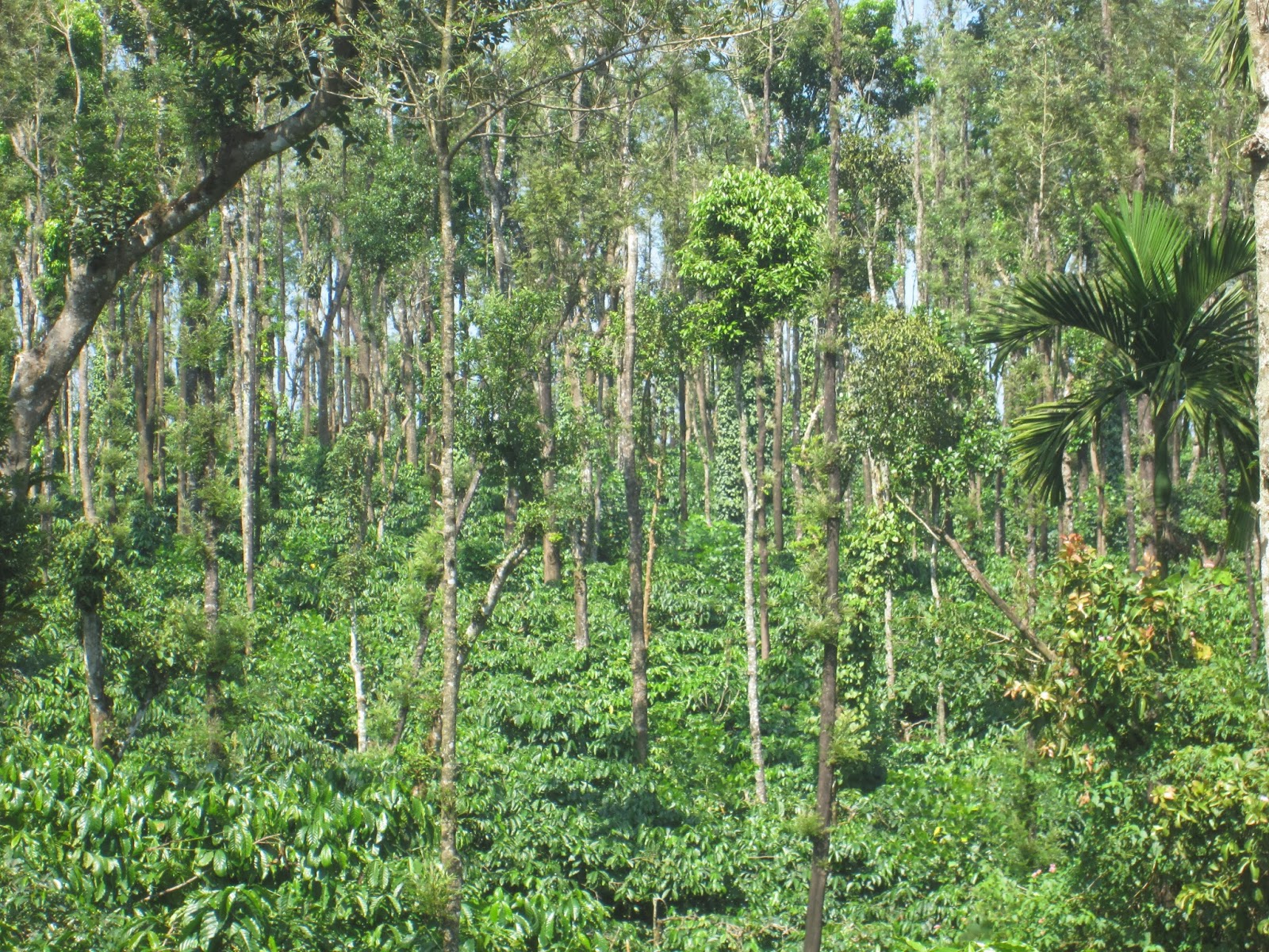 My World Coffee Plantation in Sakleshpur