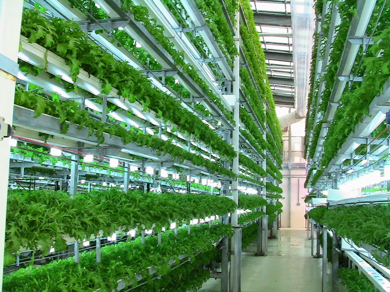 Aeroponics Cultivation Consultancy