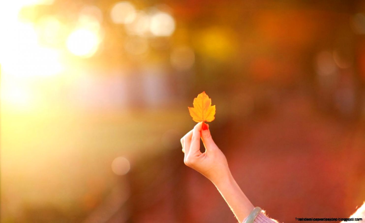 Girl Hands Leaves Autumn Hd Wallpaper Best Desktop Wallpapers Girl Hands Leaves Autumn Hd Wallpaper Best Desktop Wallpapers