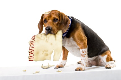 Mobile veterinarian near me image