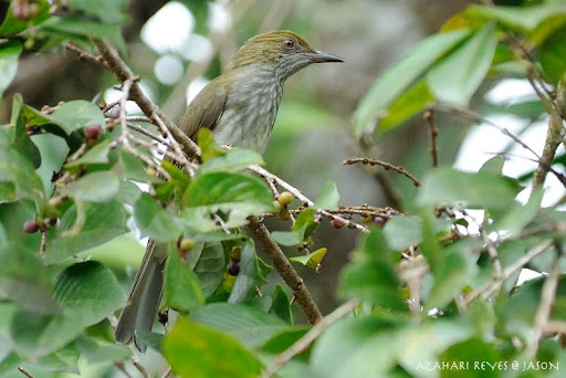 streaked bulbul