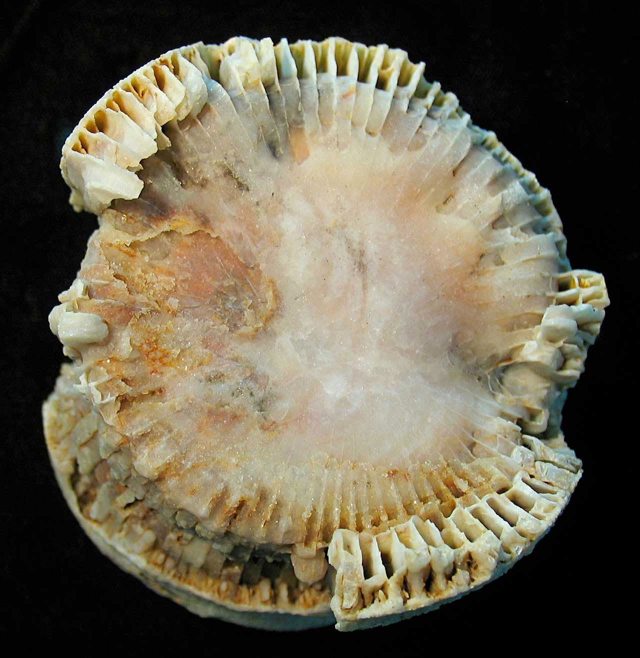 Louisville Fossils and Beyond Largest American Horn Coral