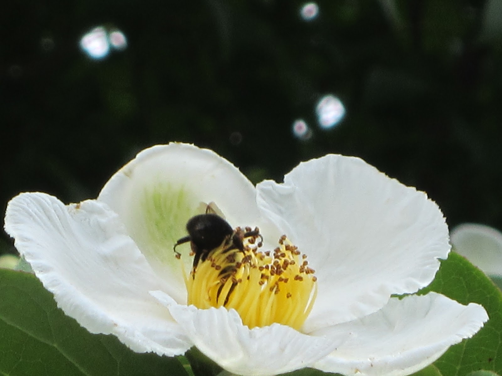 WHS AP Bio 2012 Chiu Plant using animals for seed dispersal