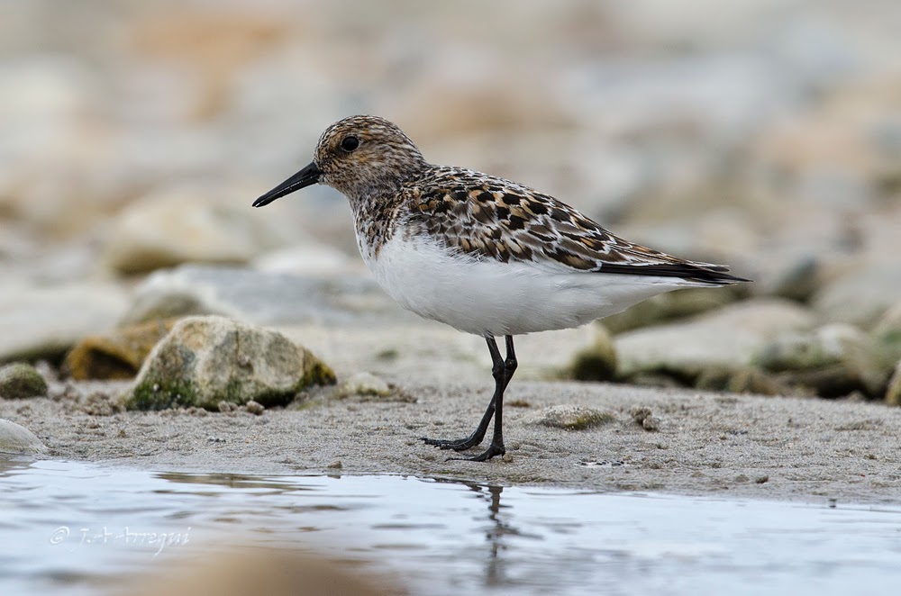 Correlimos tridactilo, Calidris alba, Sanderling Correlimos tridactilo, Calidris alba, Sanderling
